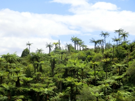 waitomo (44)